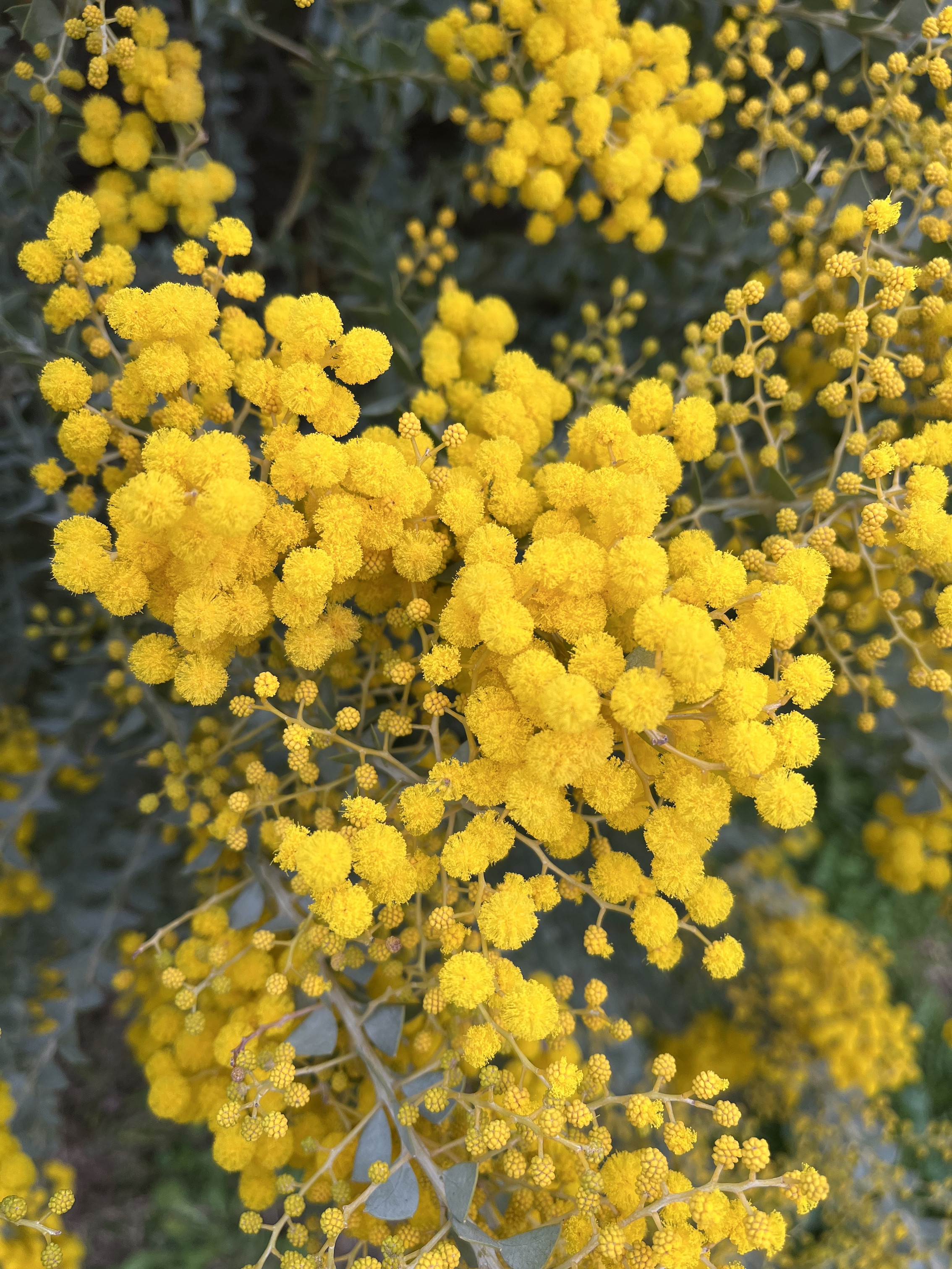 Acacia cultriformis