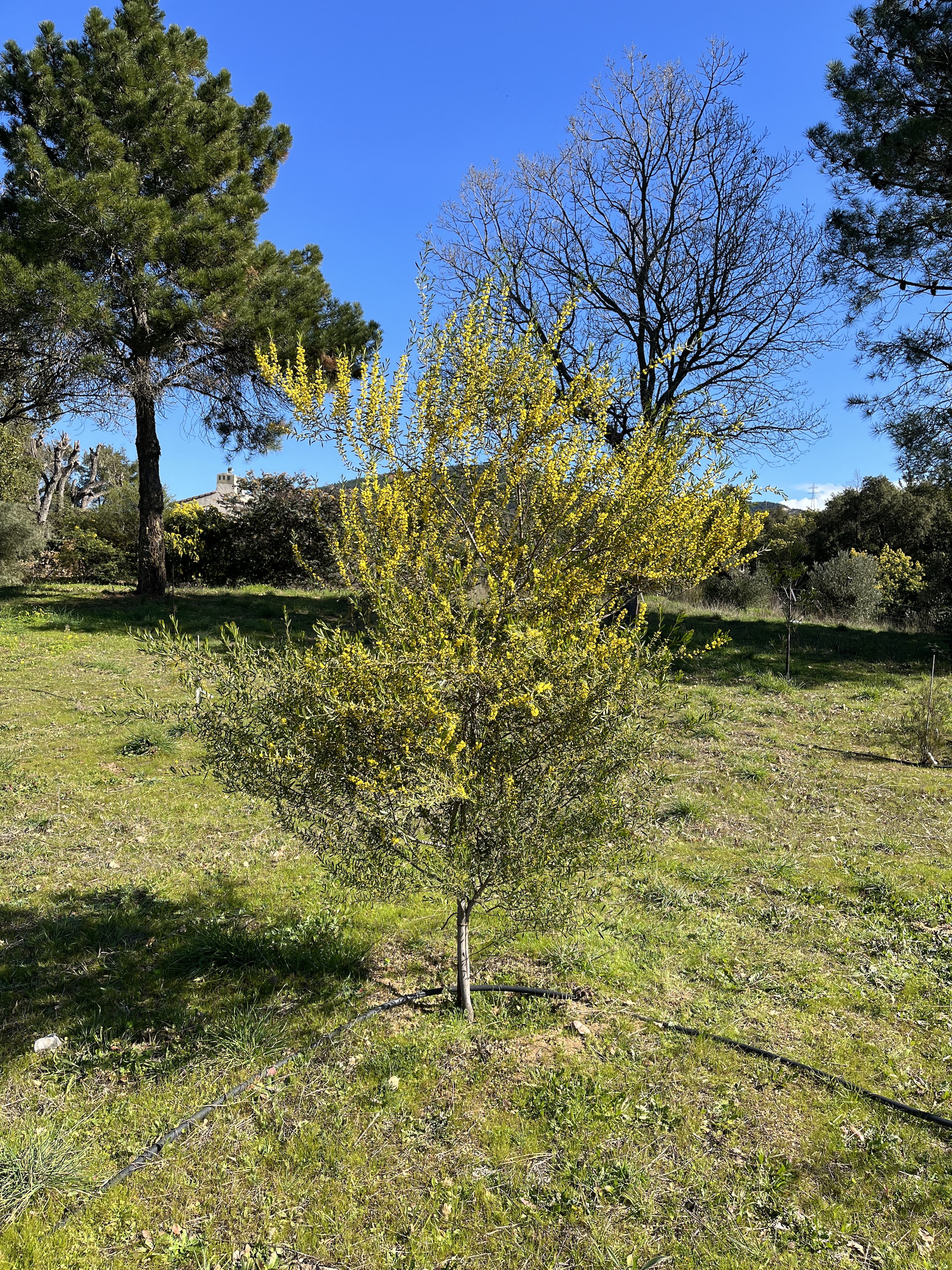 Acacia montana