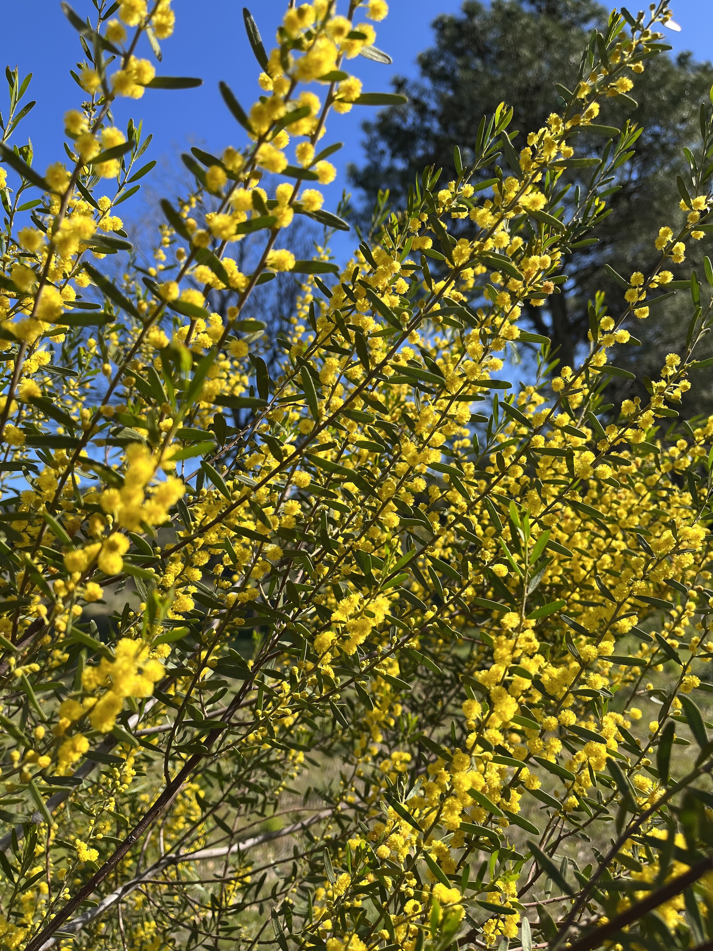 Acacia montana