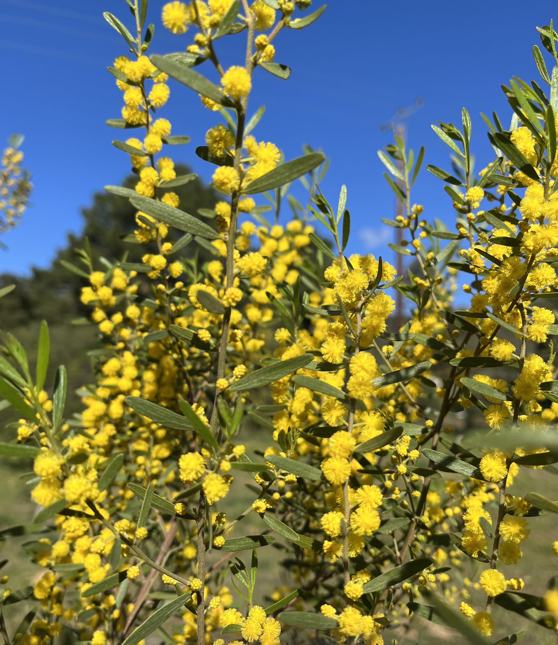 Acacia montana