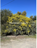 Acacia vestita 'Sainte-Hélène'