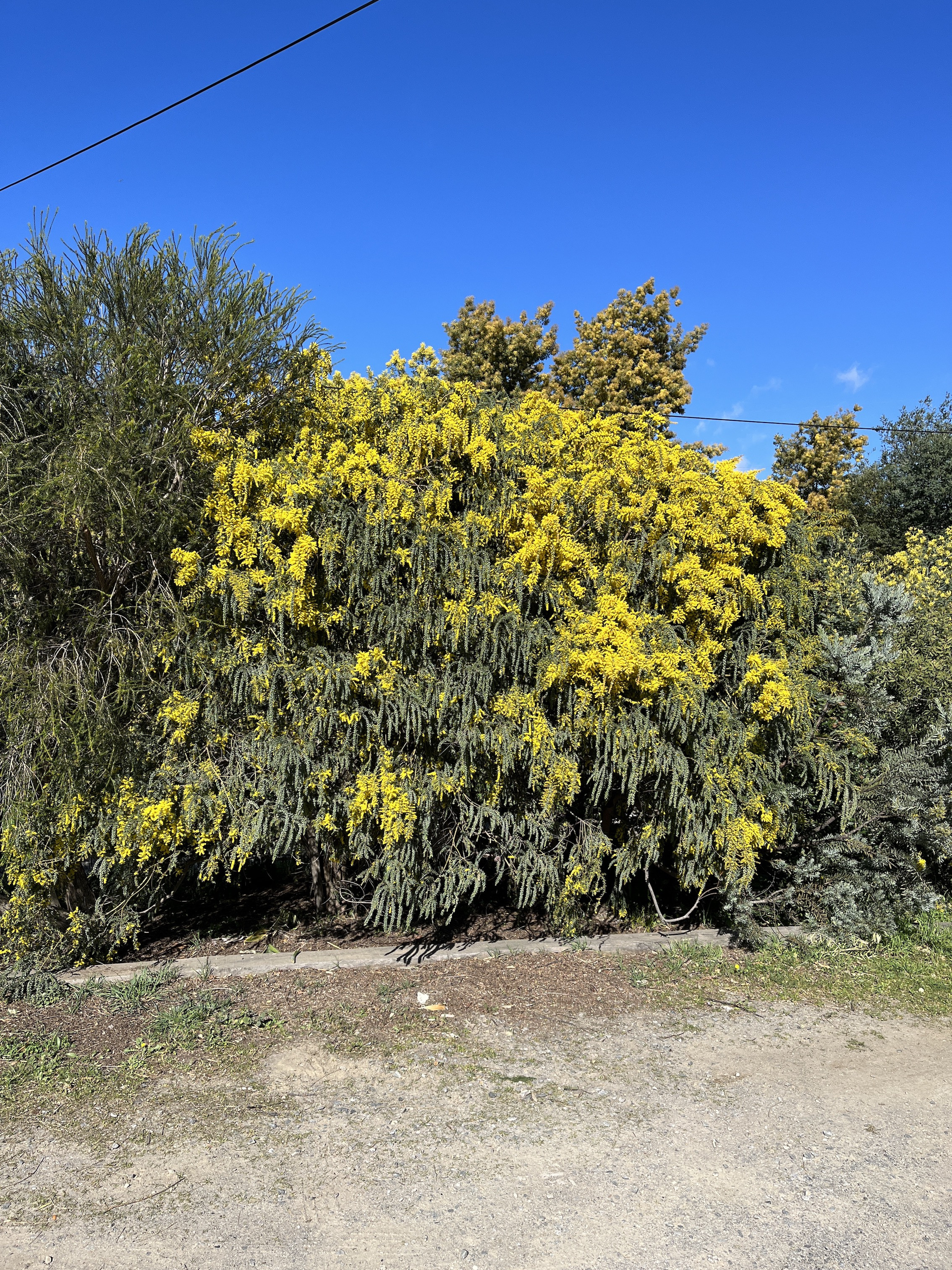 Acacia vestita 'Sainte-Hélène'