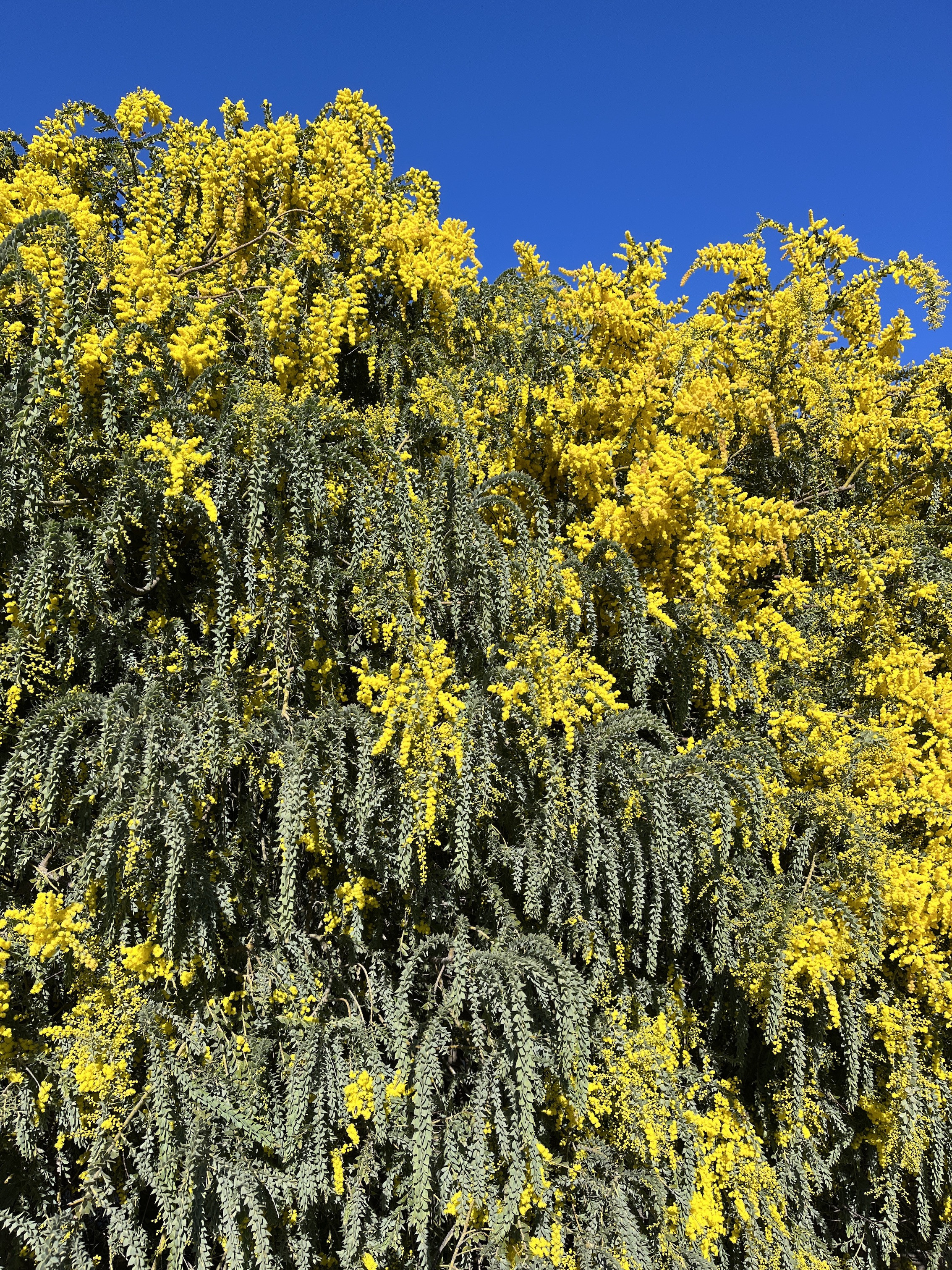 Acacia vestita 'Sainte-Hélène'