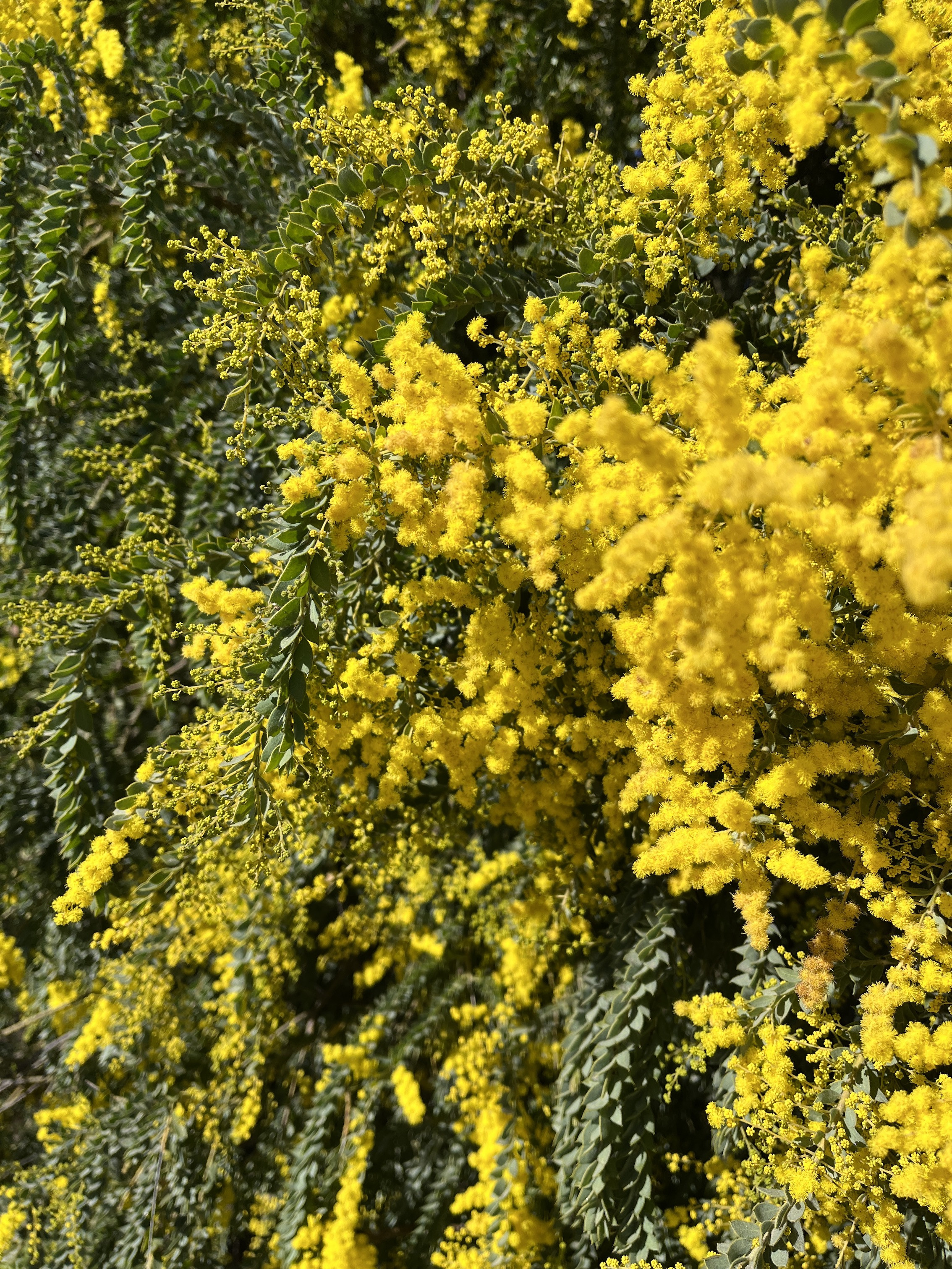 Acacia vestita 'Sainte-Hélène'