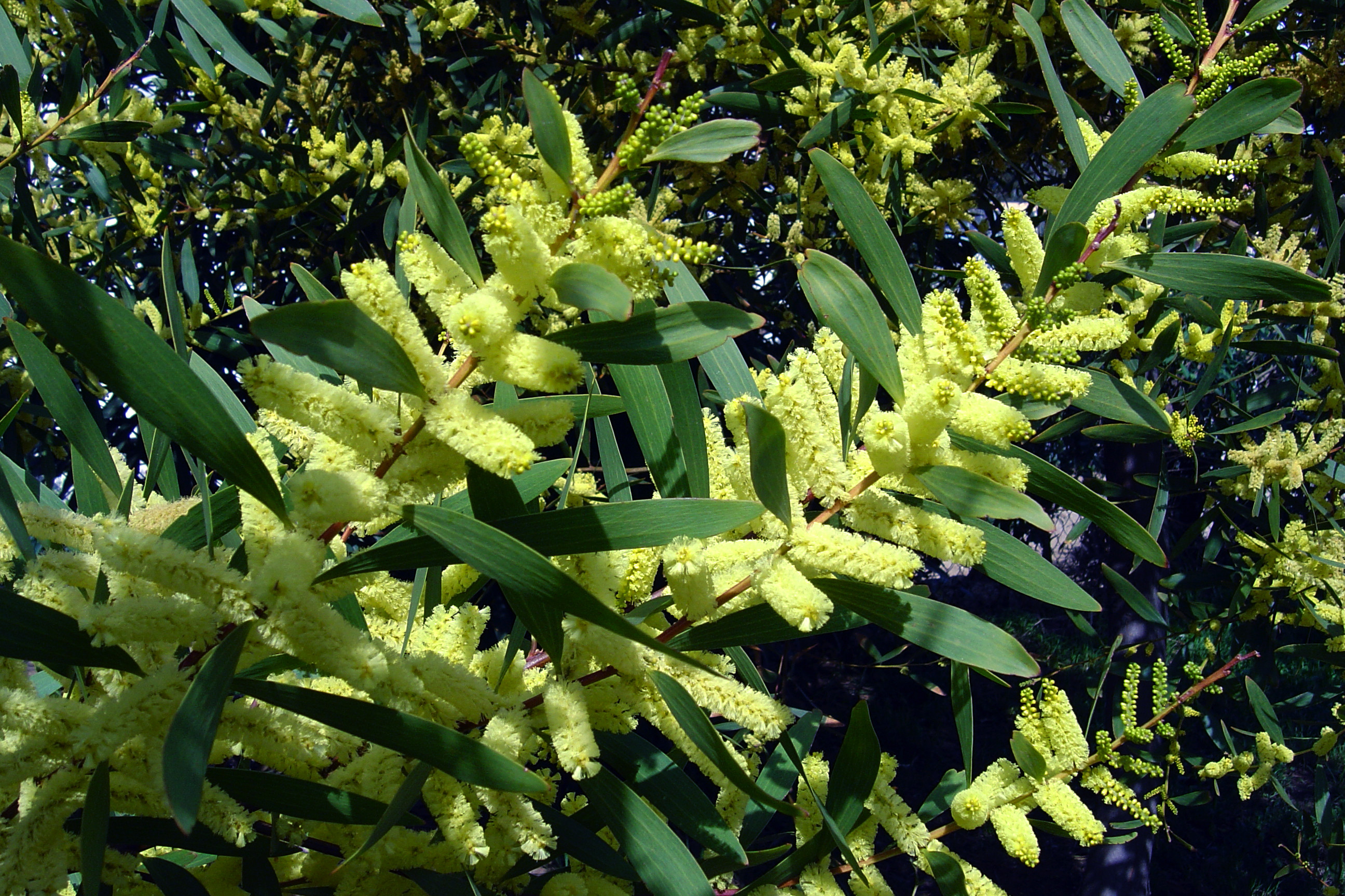 Acacia longifolia