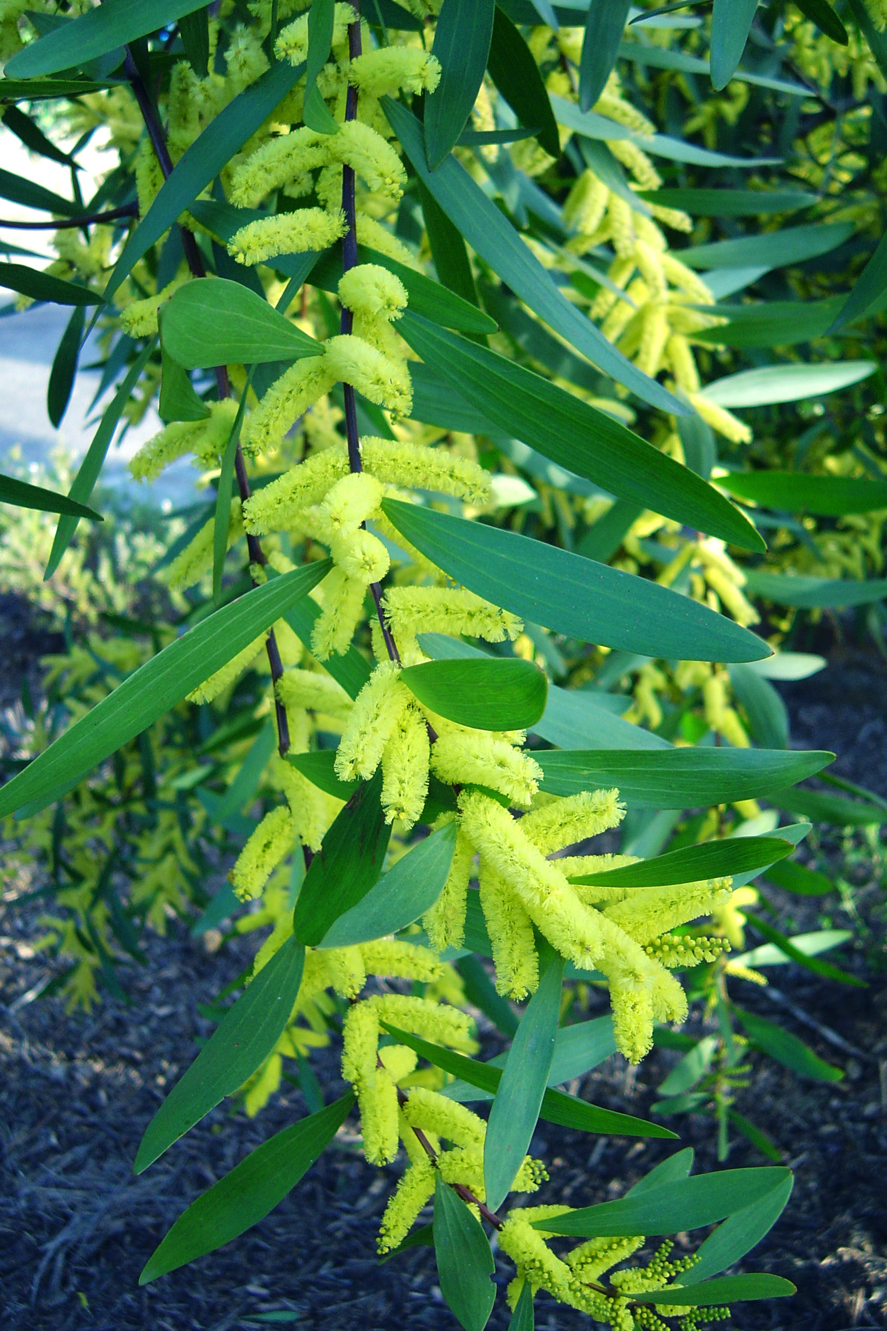 Acacia longifolia