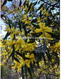 Acacia longifolia