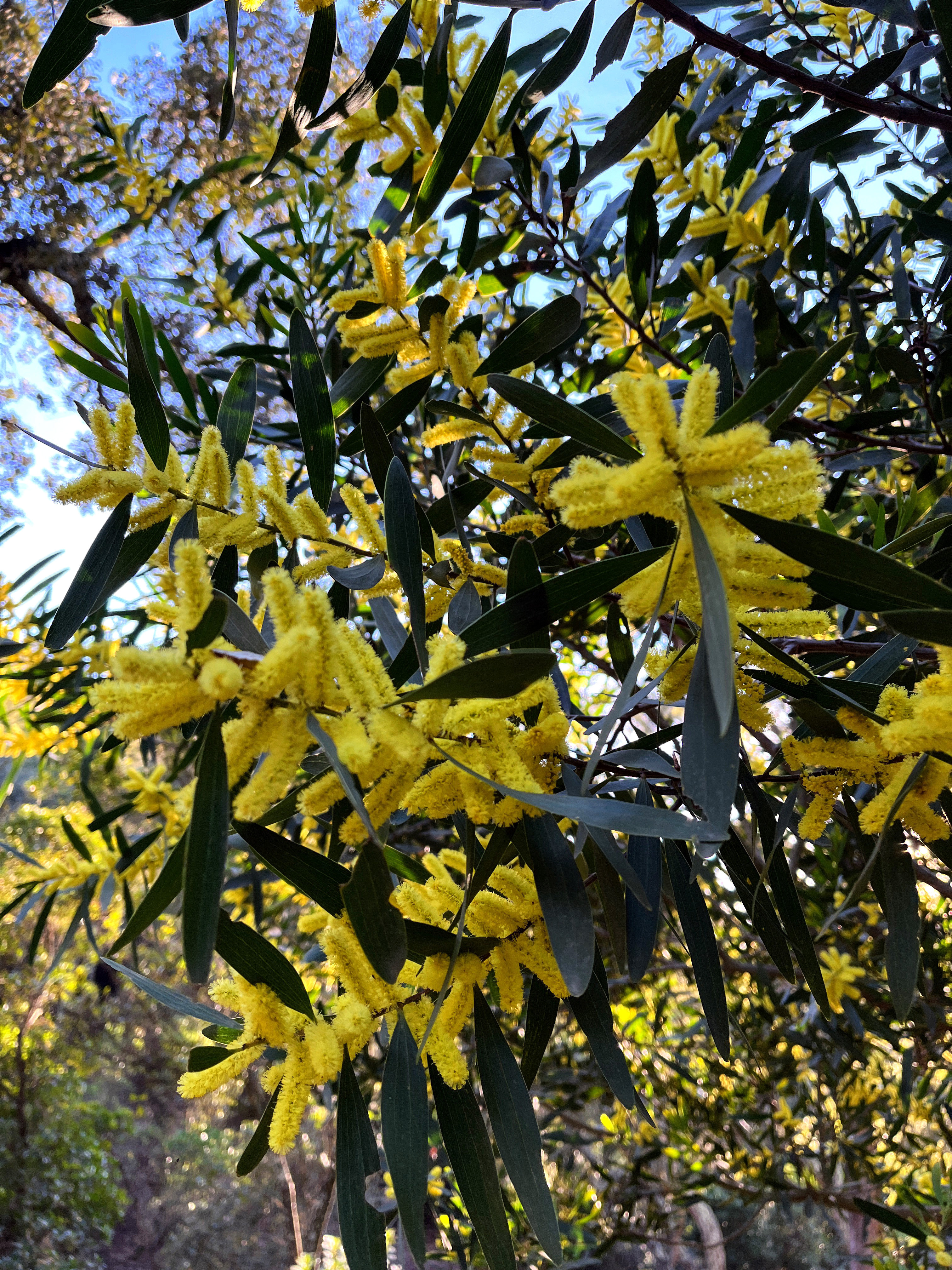 Acacia longifolia