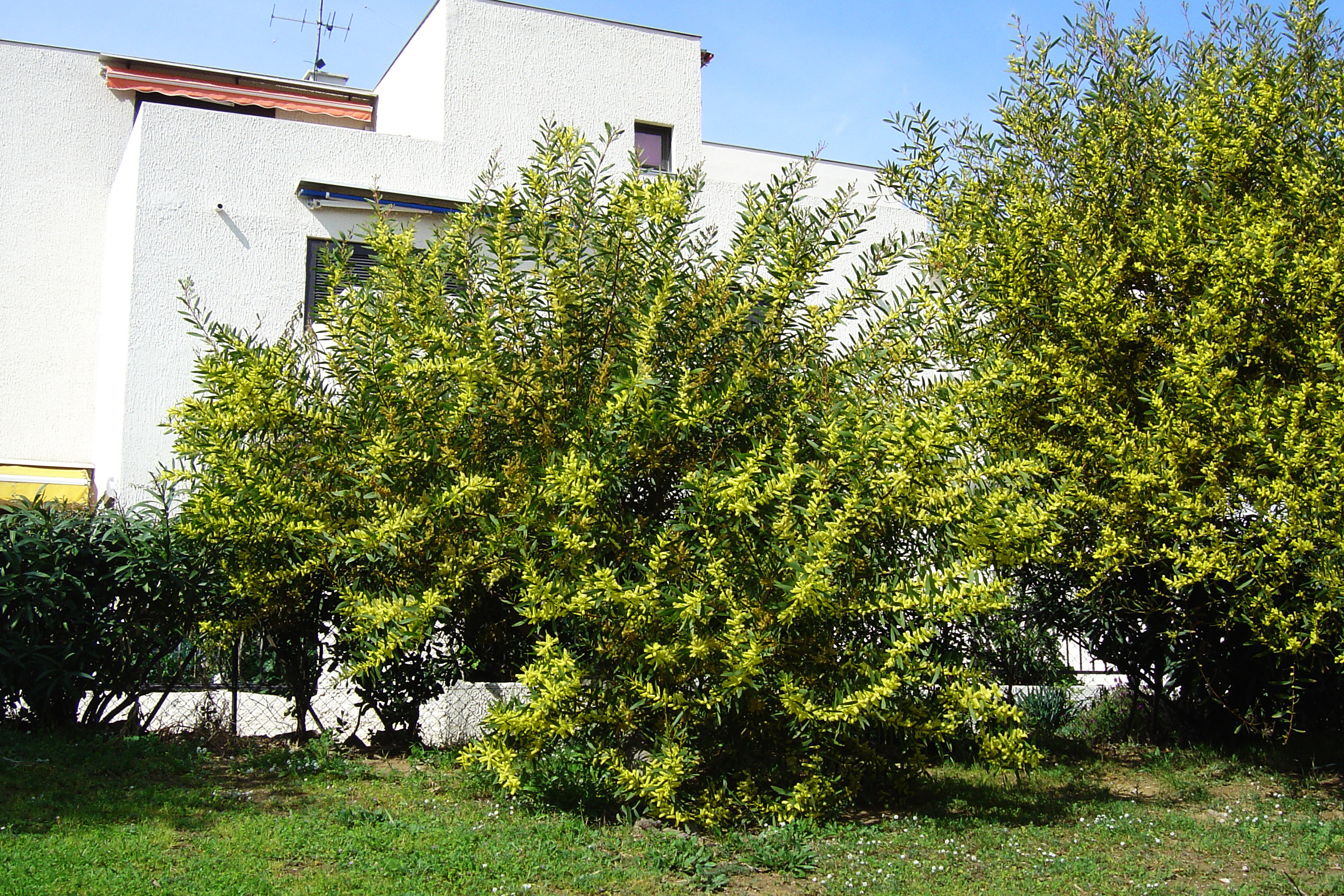 Acacia longifolia