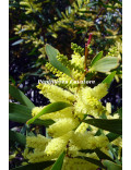 Acacia longifolia