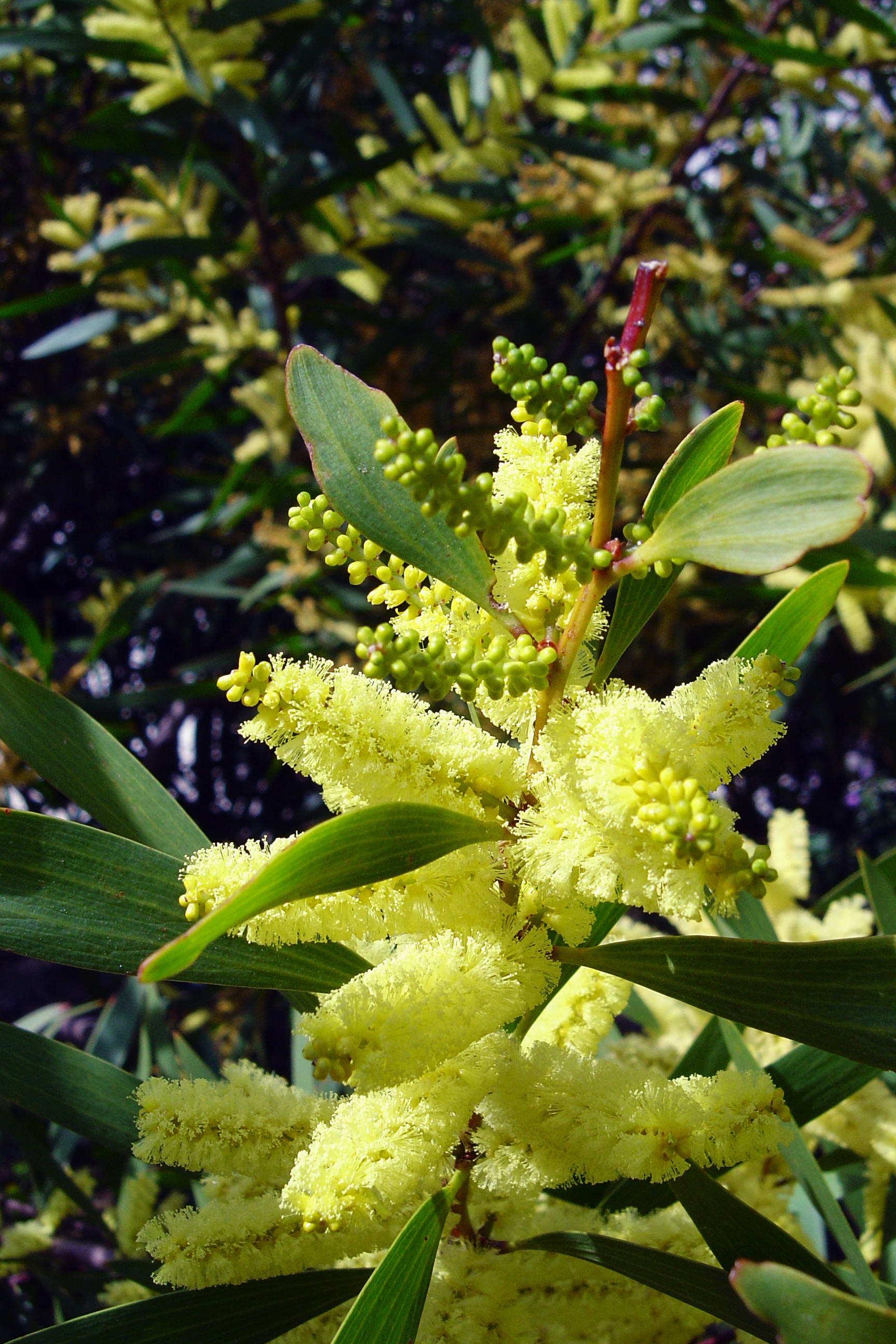 Acacia longifolia