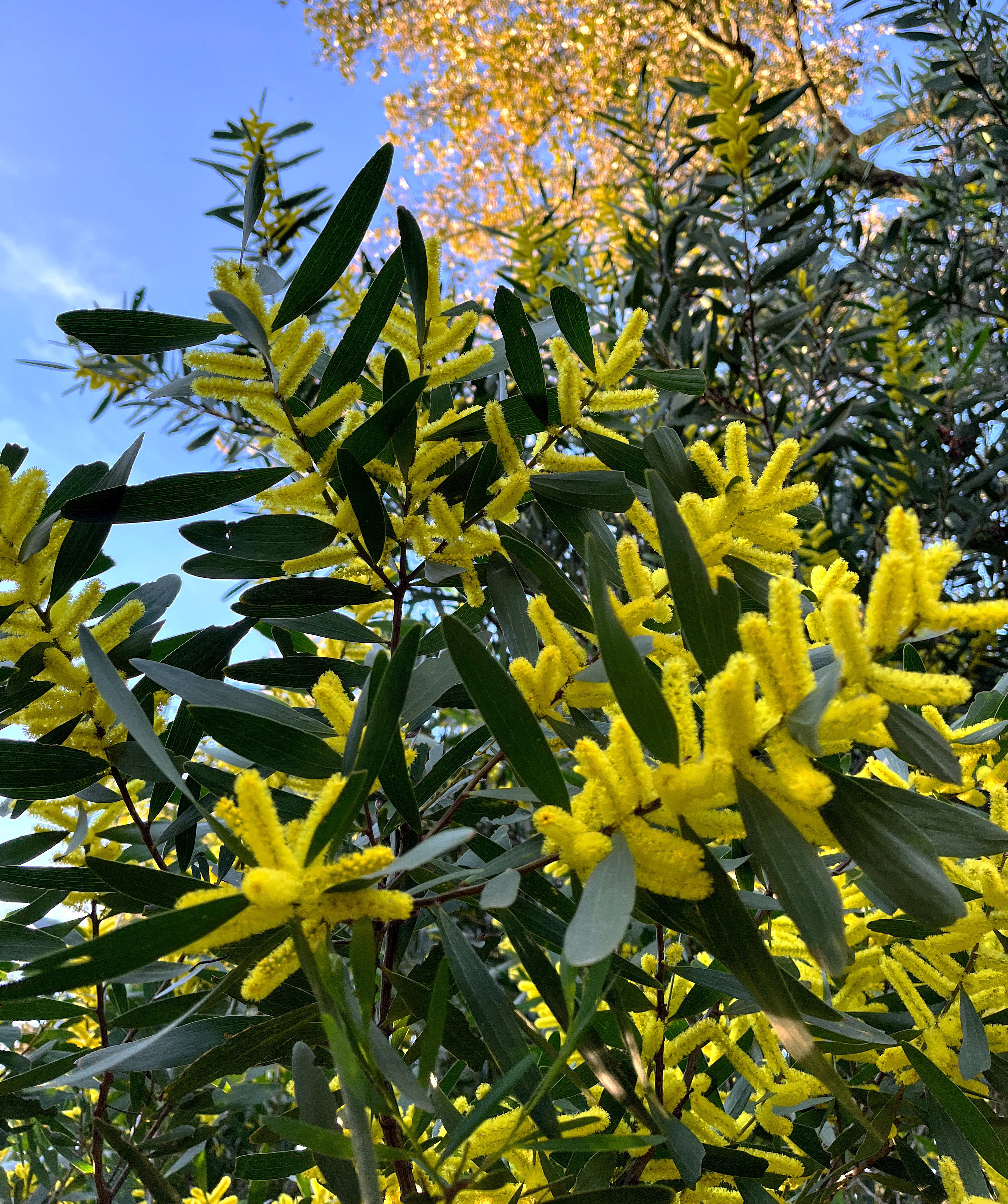 Acacia longifolia