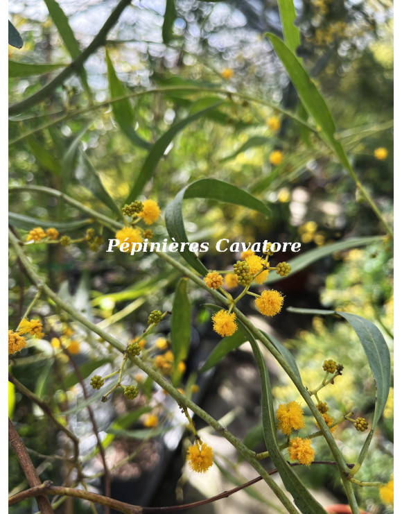 Acacia ligulata