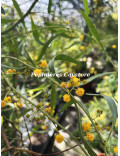 Acacia ligulata