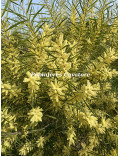 Acacia floribunda