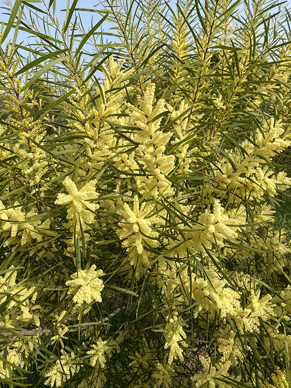 Acacia floribunda