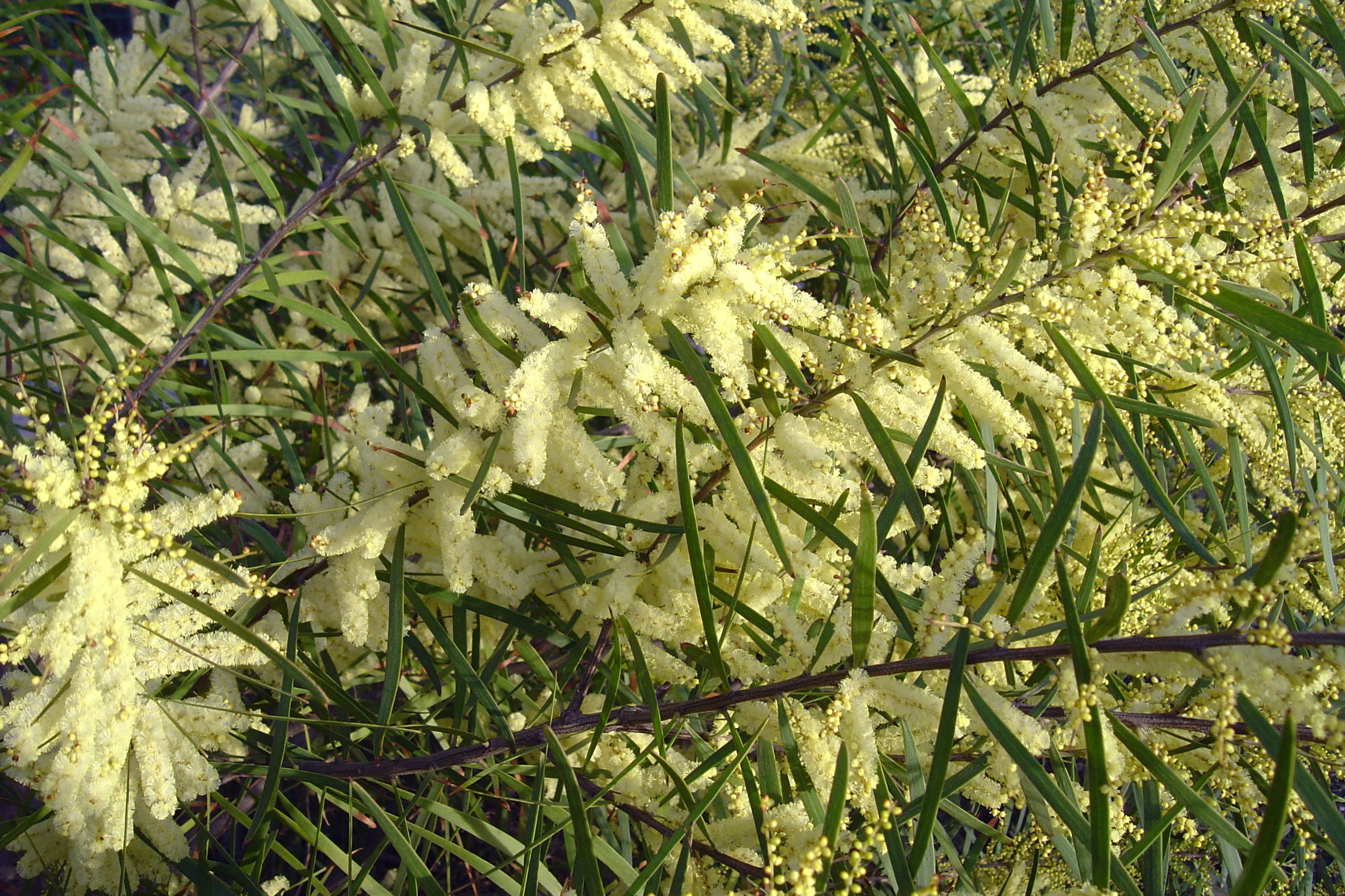 Acacia floribunda