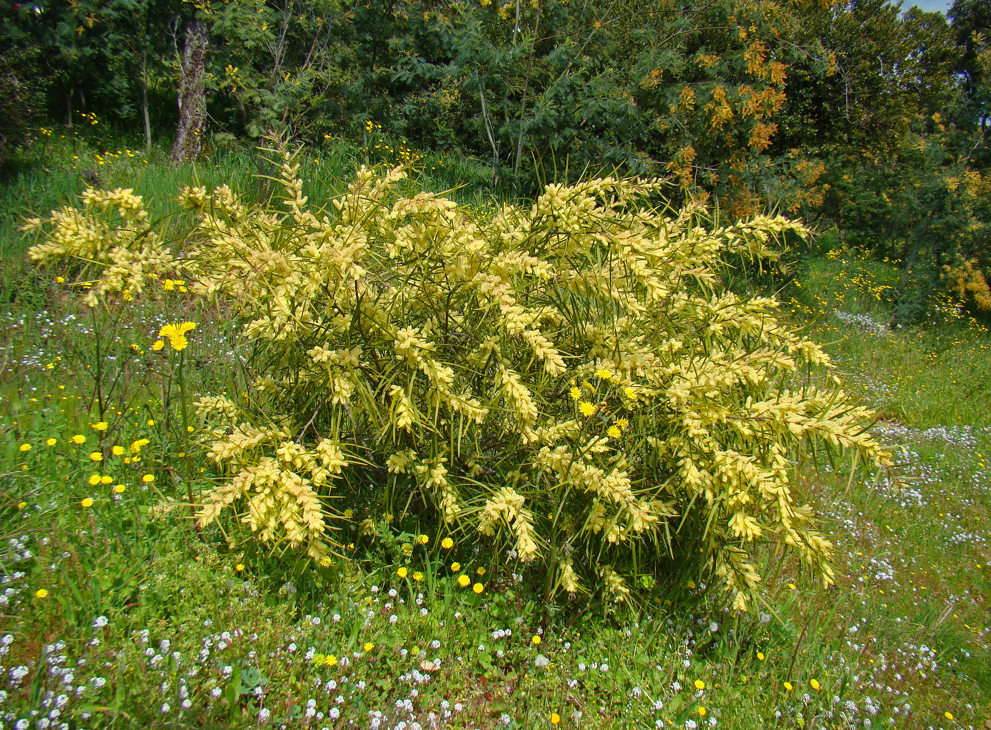 Acacia floribunda