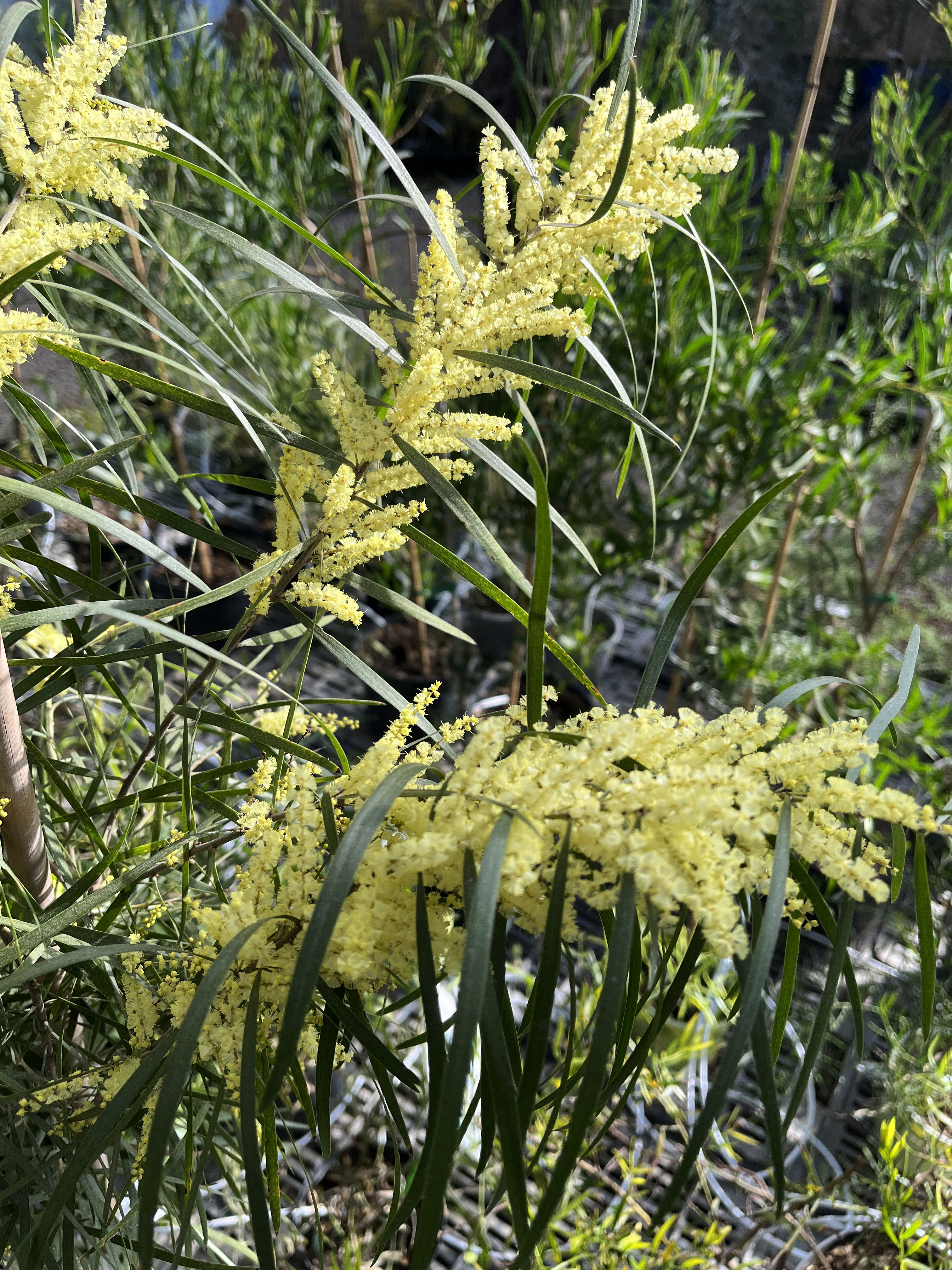 Acacia floribunda