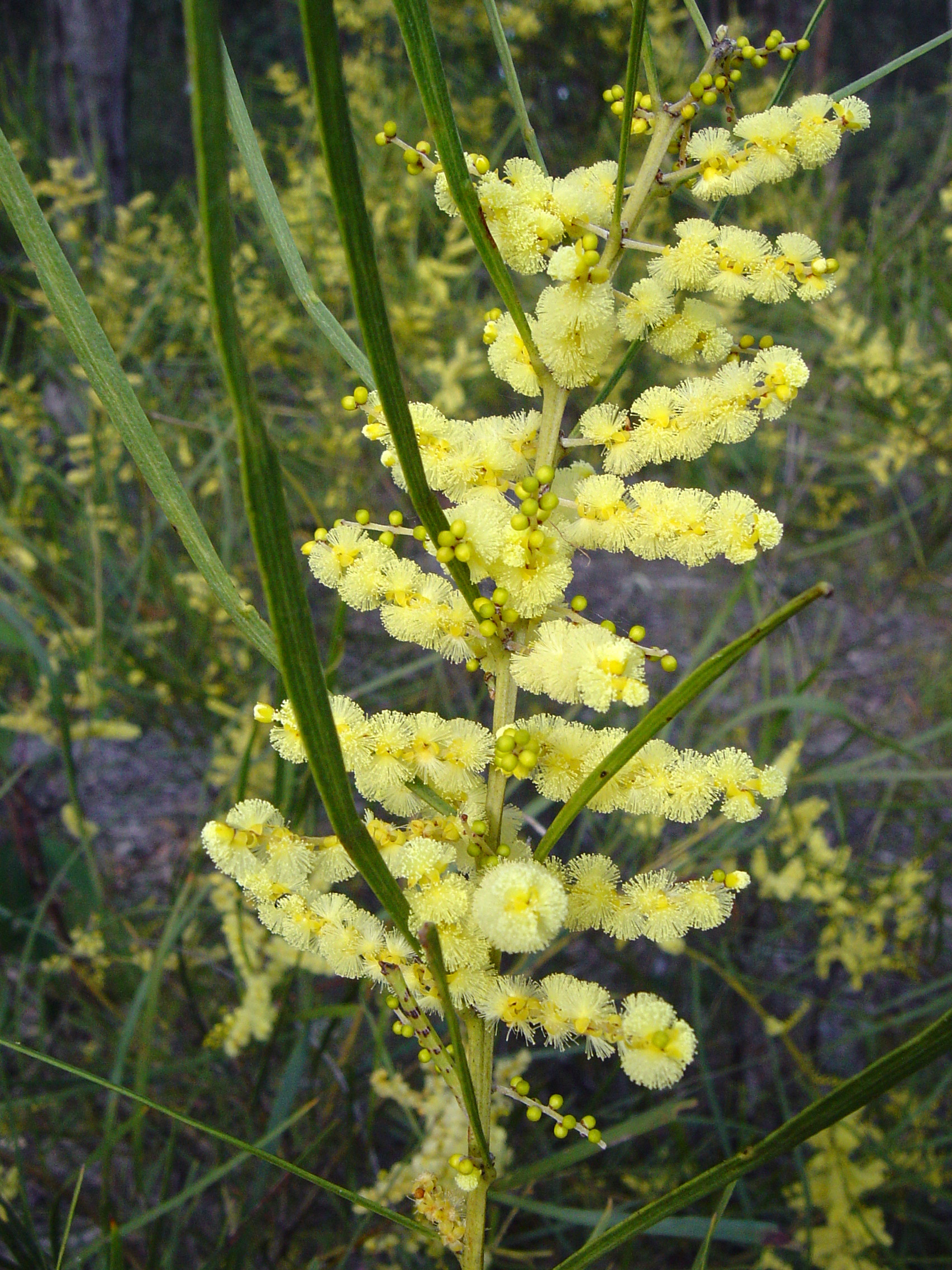 Acacia floribunda