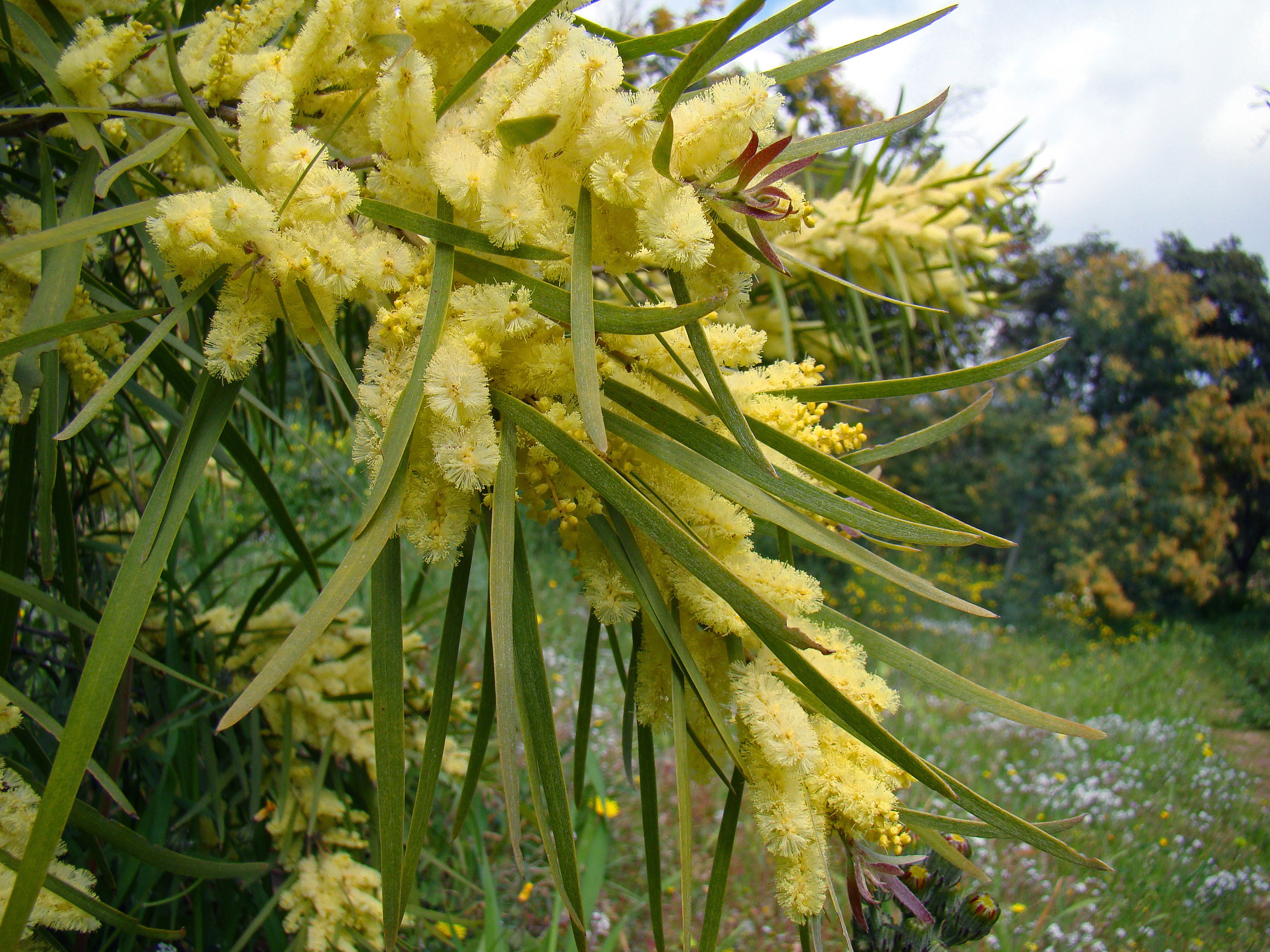 Acacia floribunda