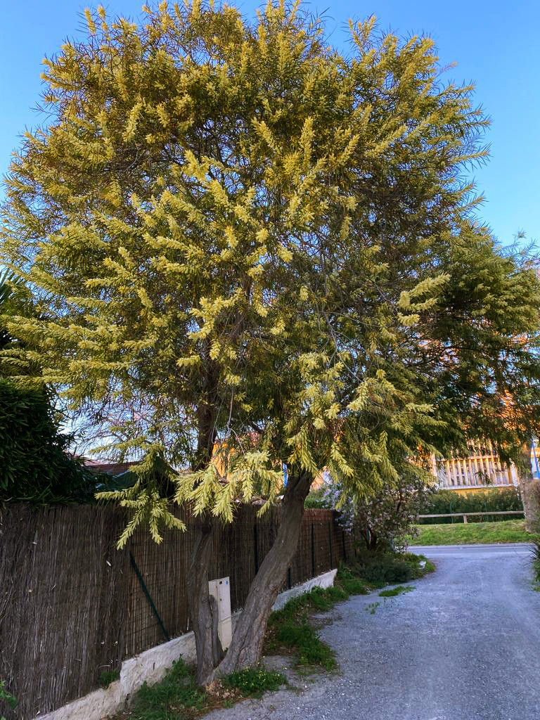 Acacia floribunda