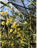 Acacia dodonaeifolia