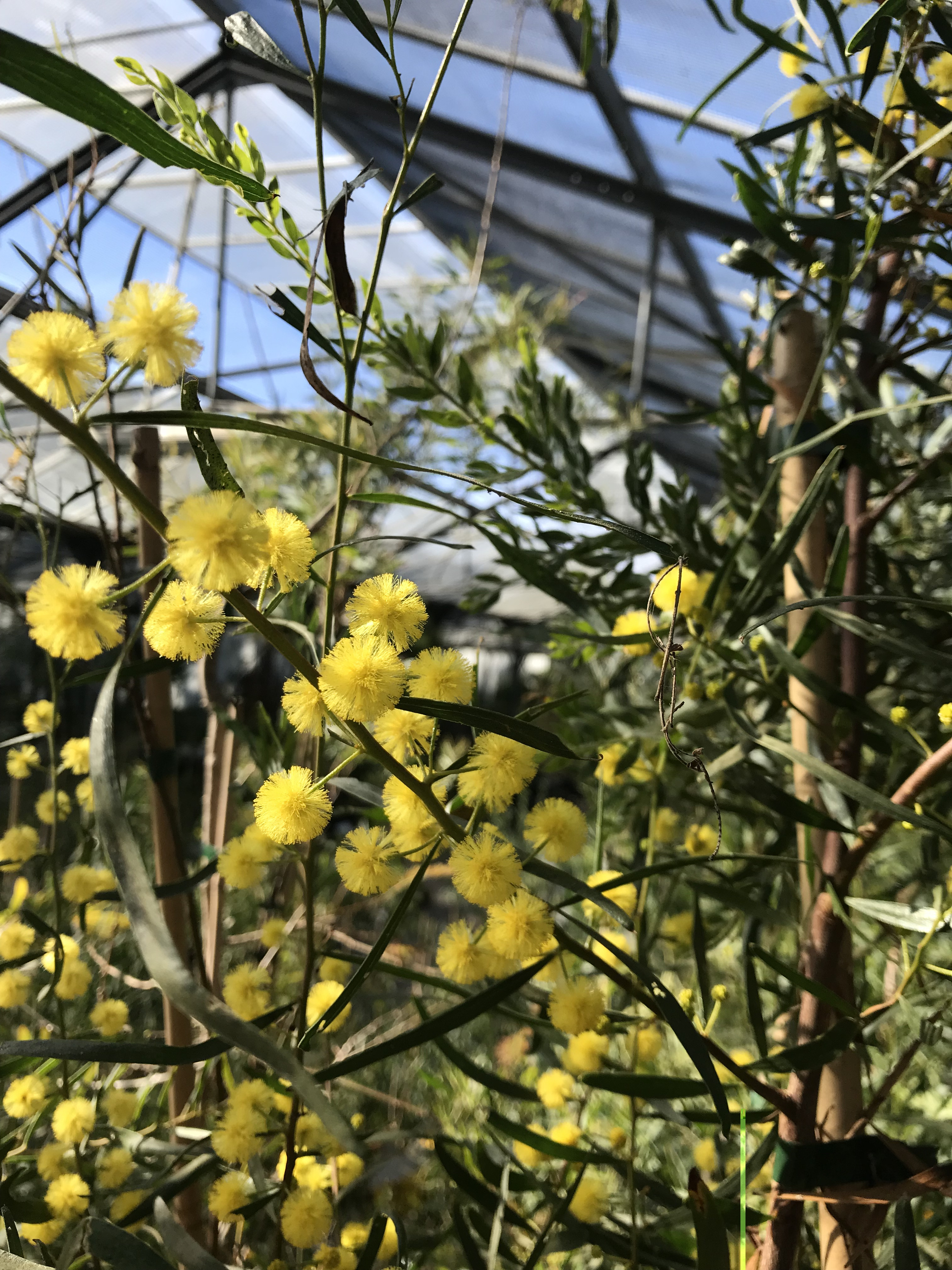 Acacia dodonaeifolia