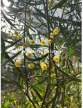 Acacia dodonaeifolia