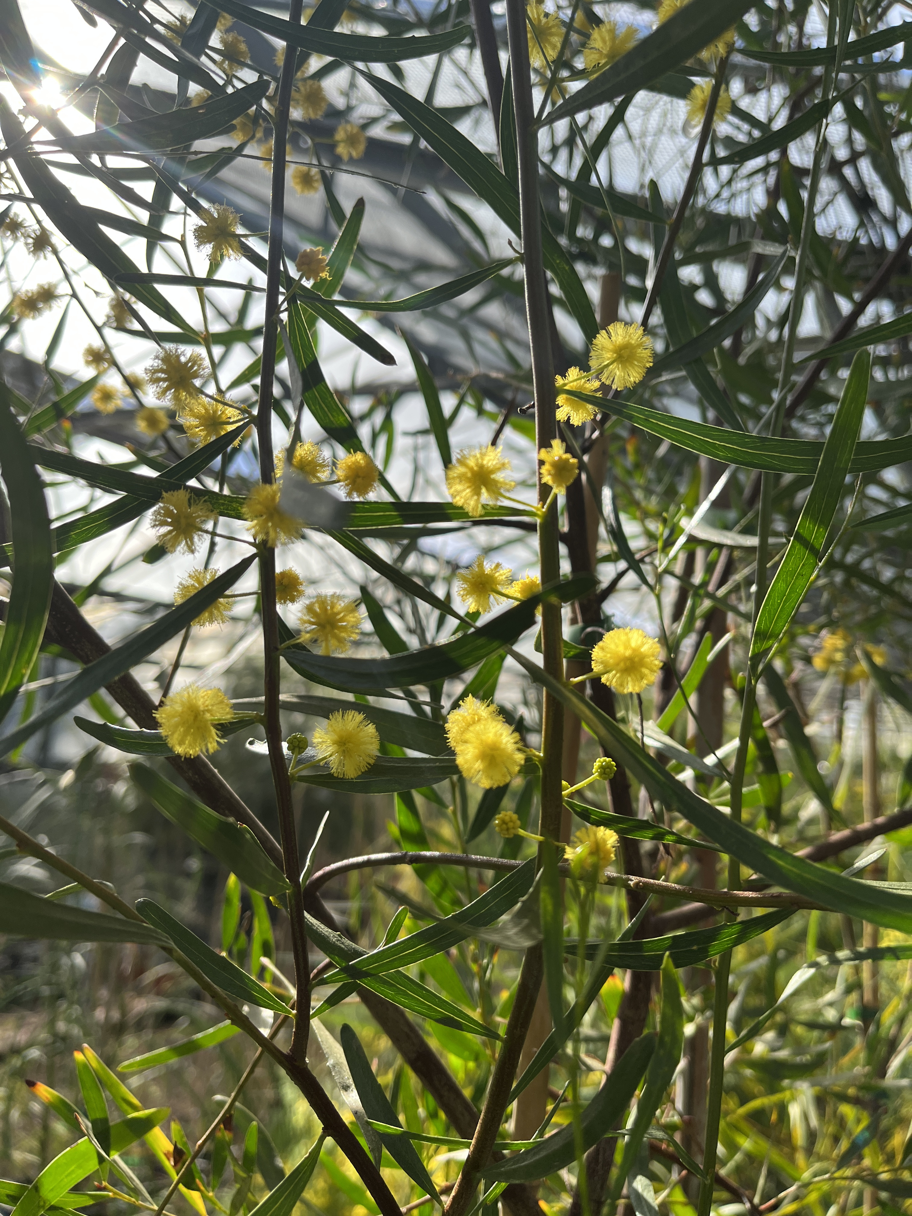 Acacia dodonaeifolia