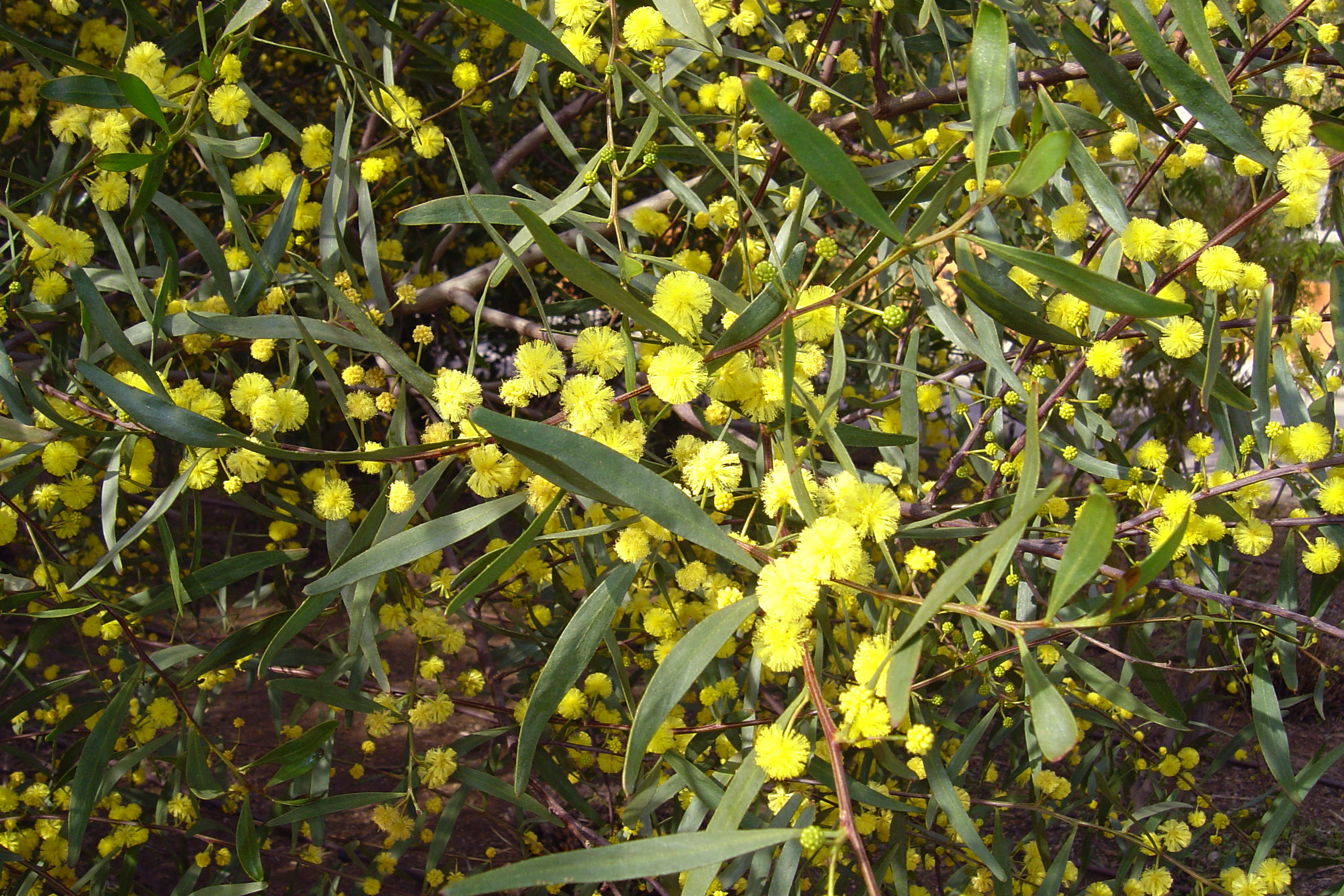 Acacia dodonaeifolia