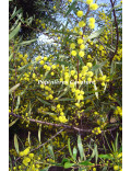 Acacia dodonaeifolia