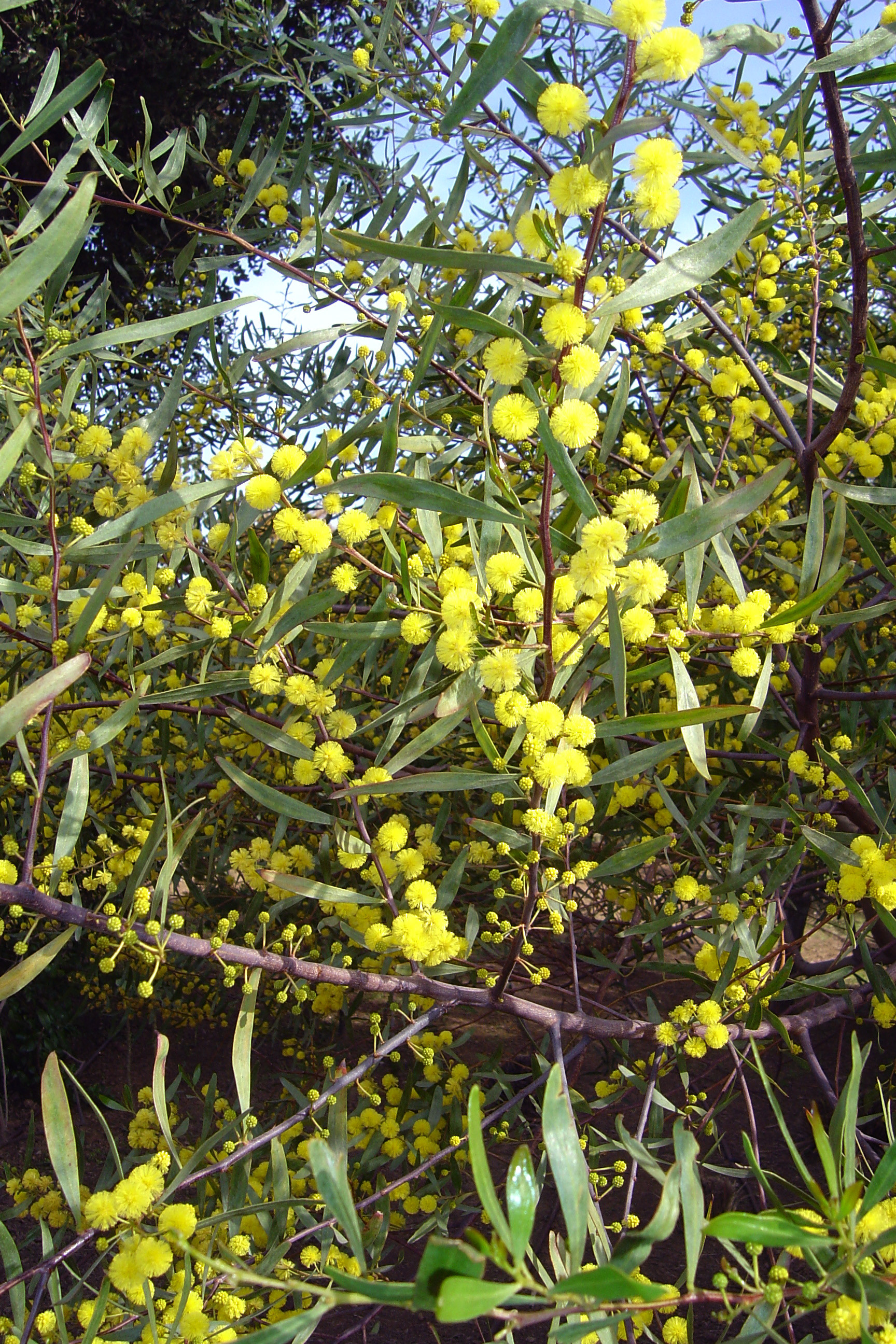 Acacia dodonaeifolia