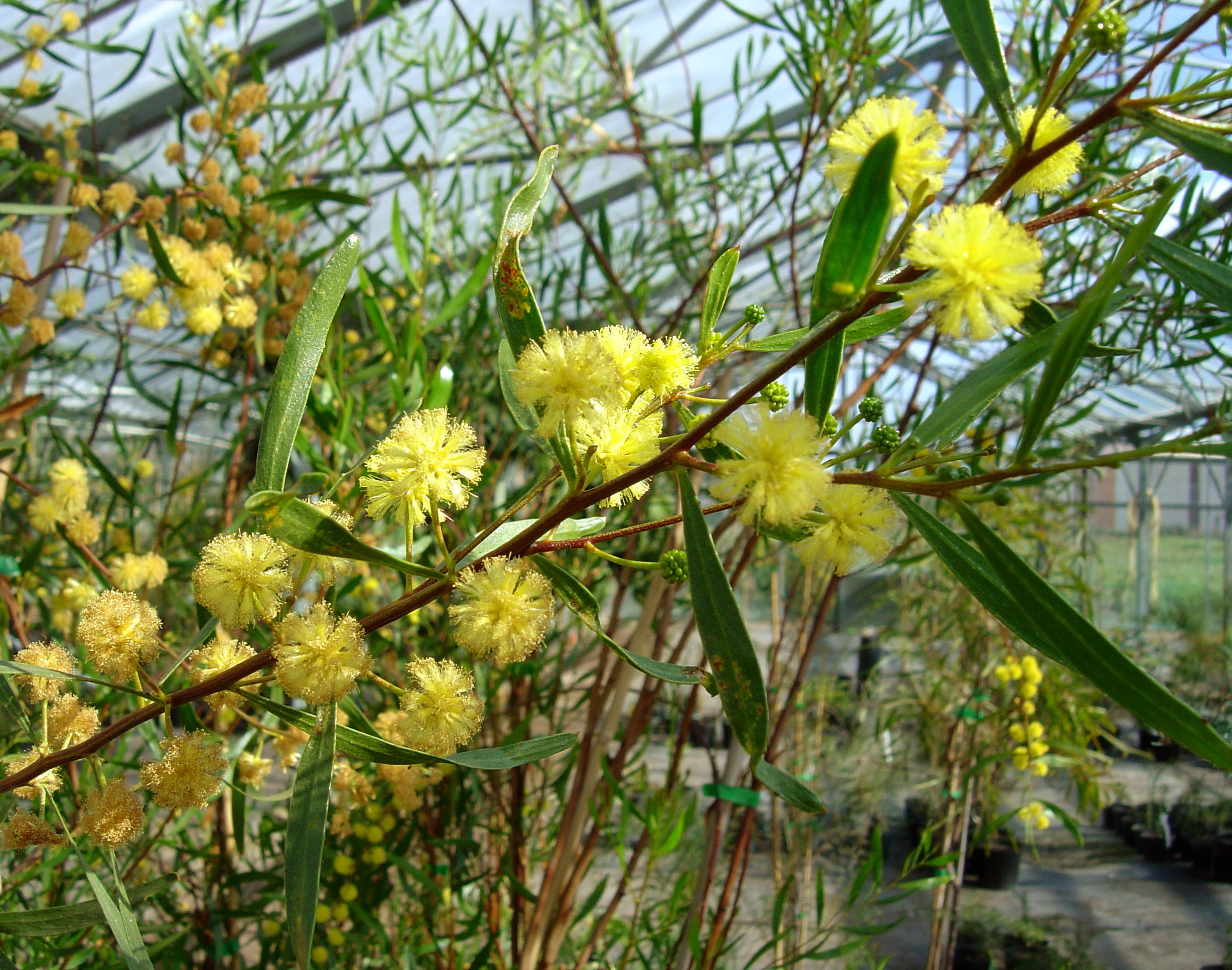 Acacia dodonaeifolia