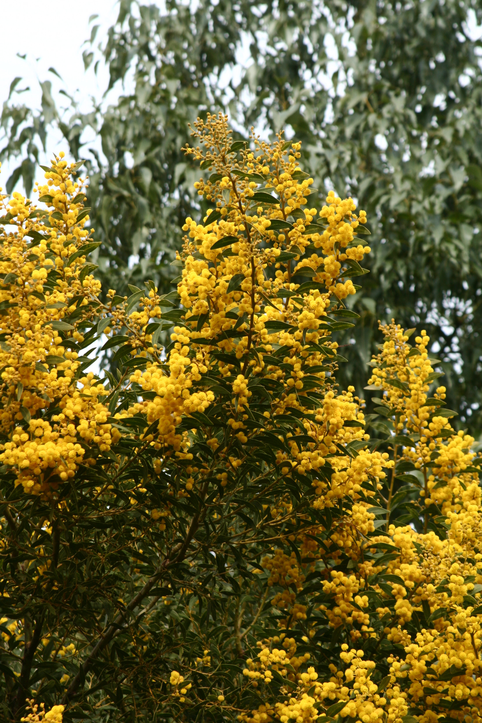 Acacia amoena