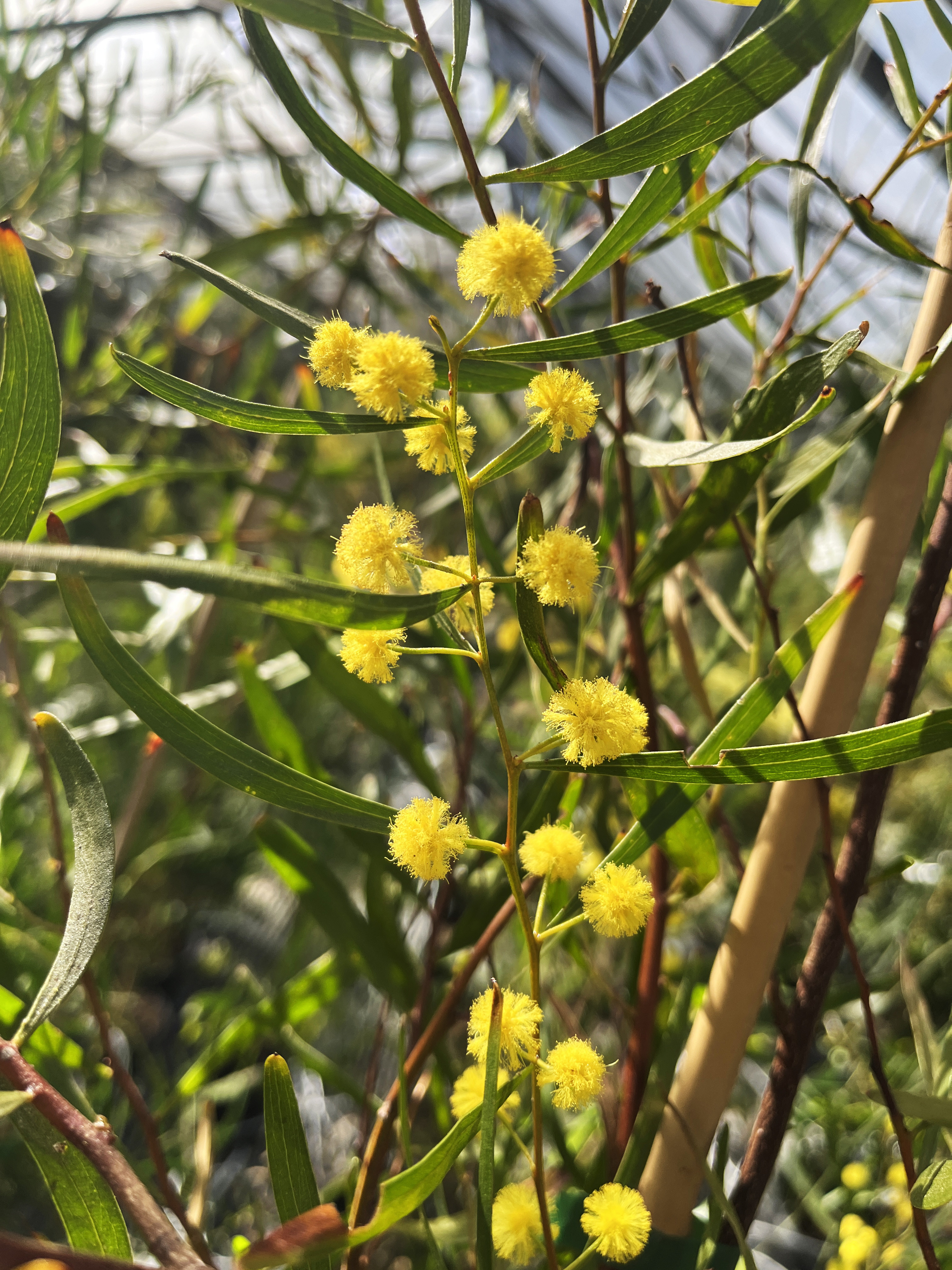 Acacia verniciflua