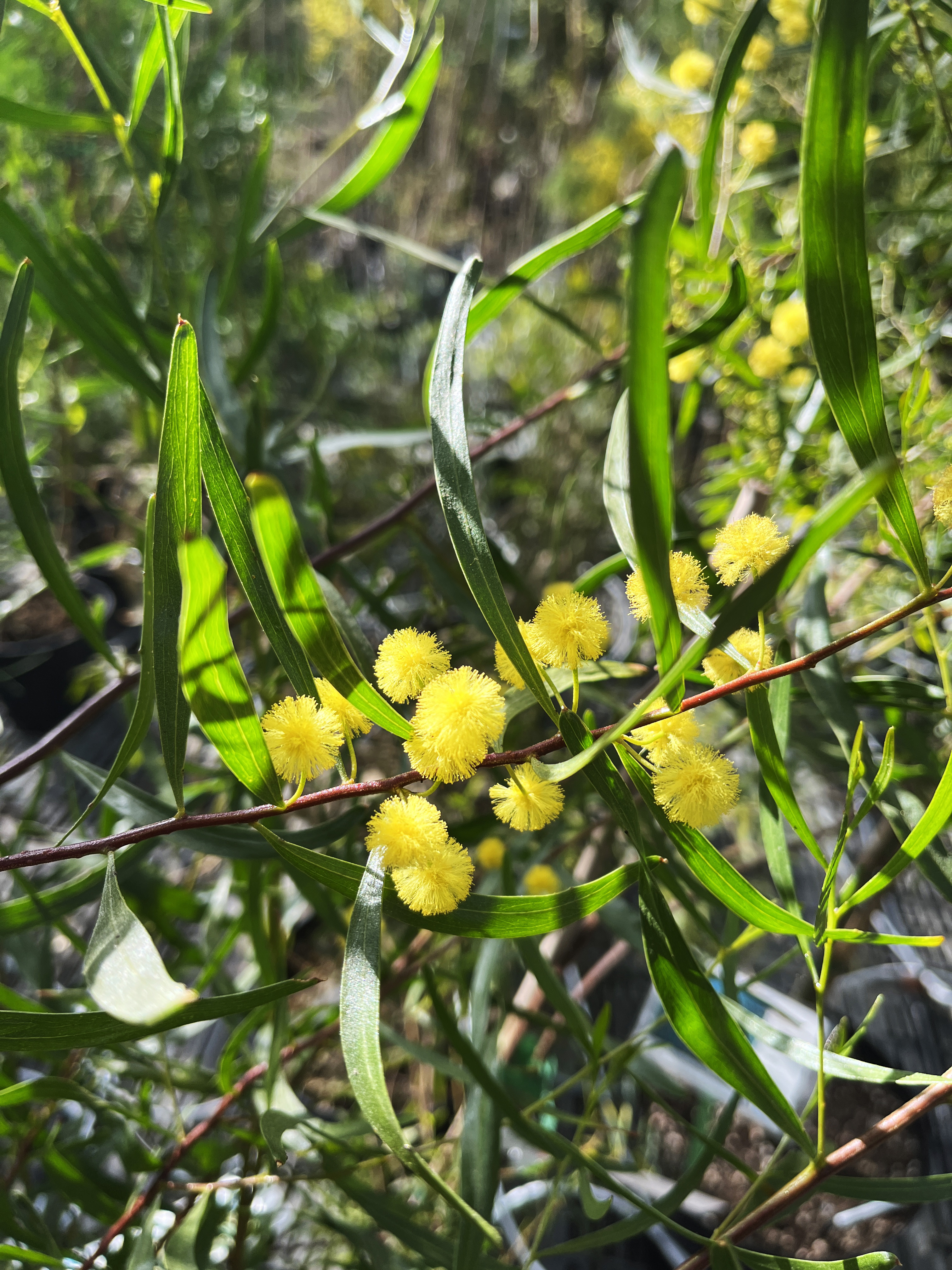 Acacia verniciflua