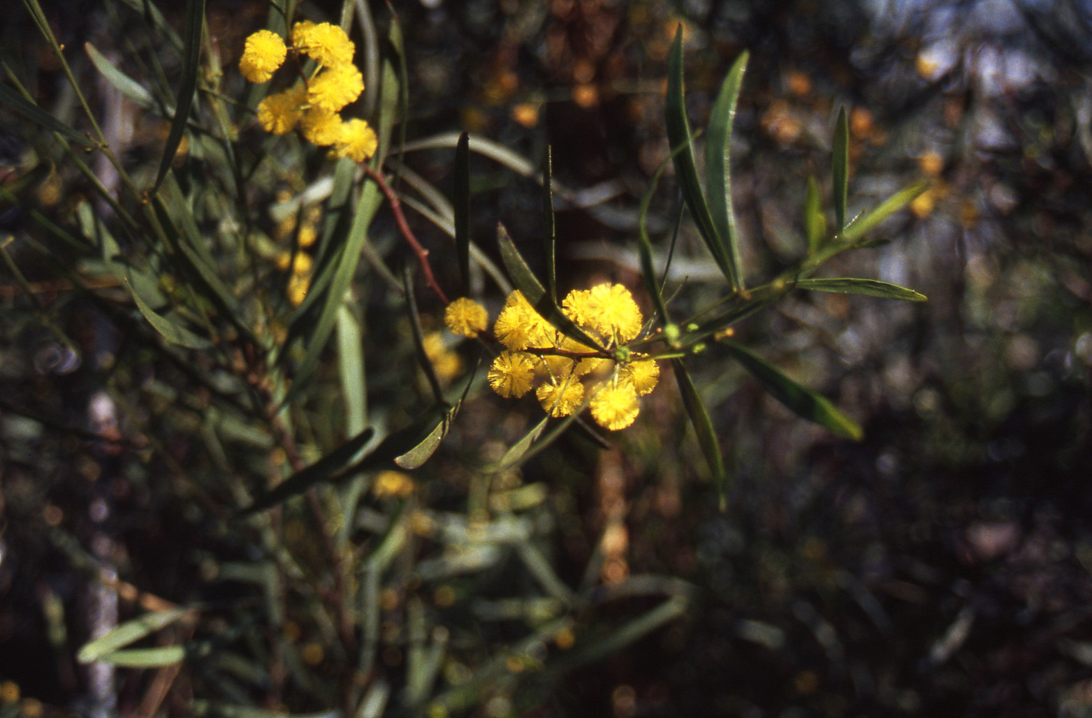 Acacia verniciflua