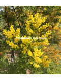 Acacia decurrens 'Tournaire'