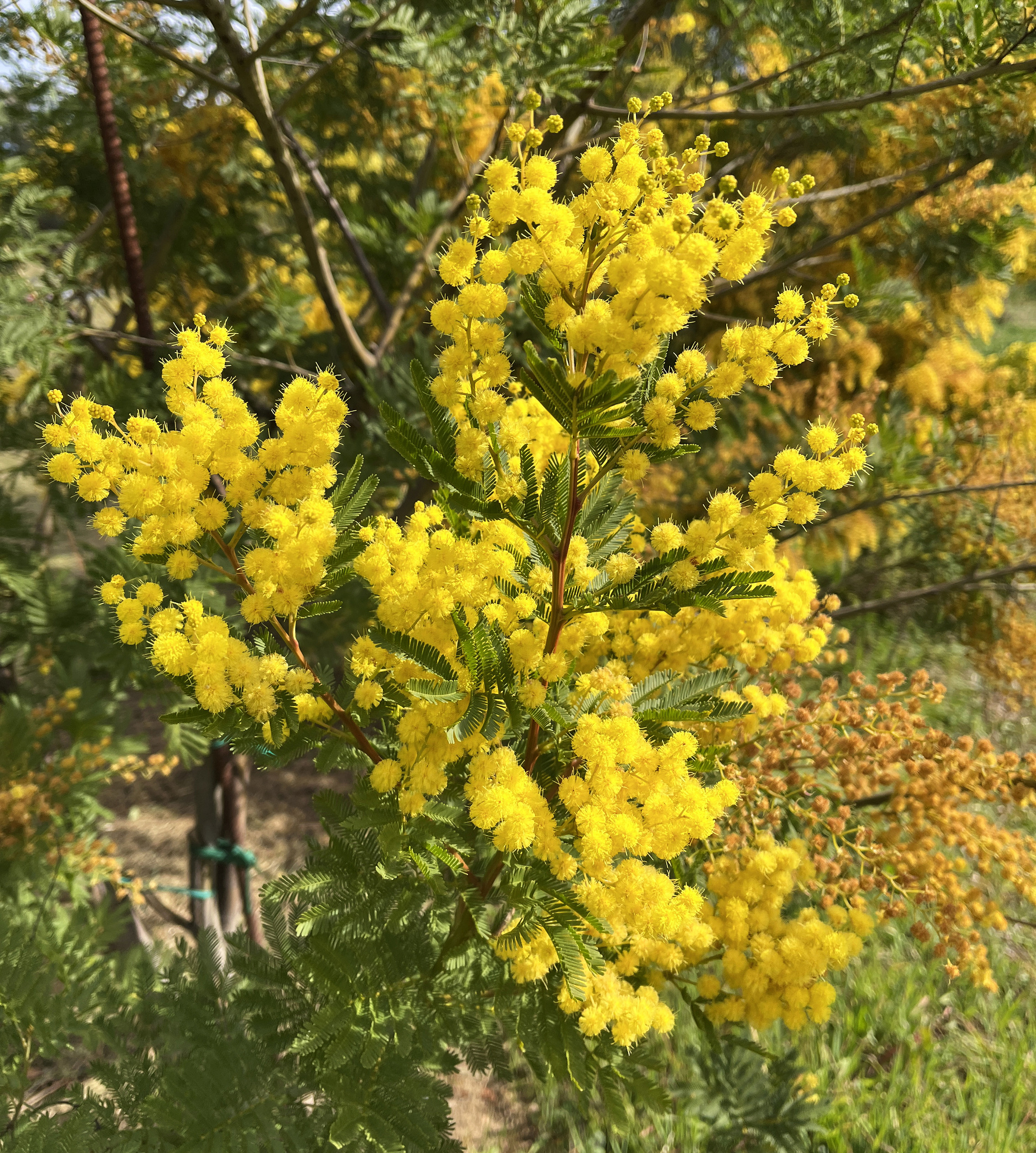 Acacia decurrens 'Tournaire'