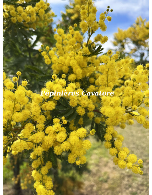 Acacia decurrens 'Tournaire'