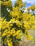 Acacia decurrens 'Tournaire'