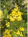 Acacia decurrens 'Tournaire'