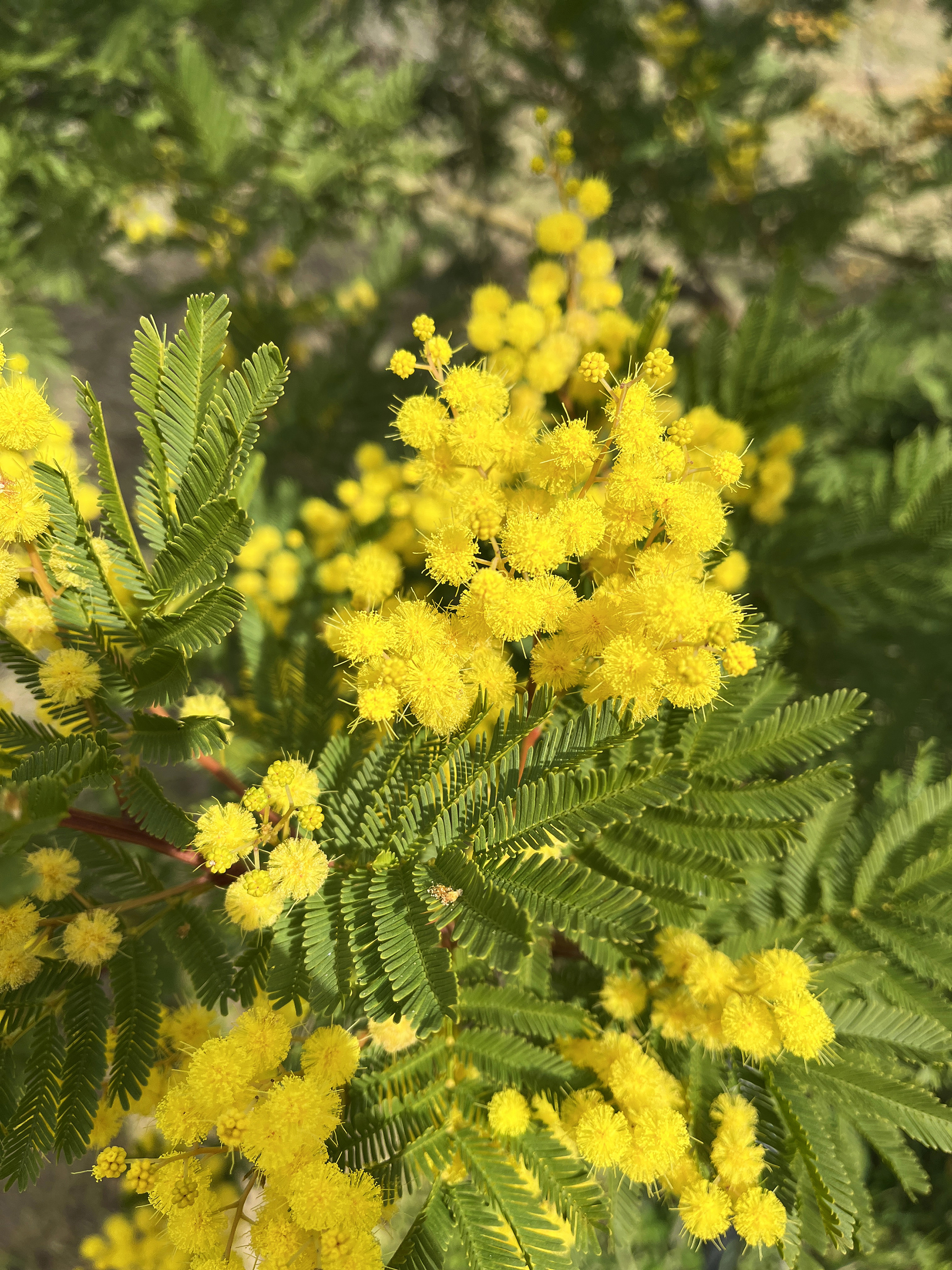 Acacia decurrens 'Tournaire'