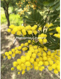 Acacia decurrens 'Tournaire'