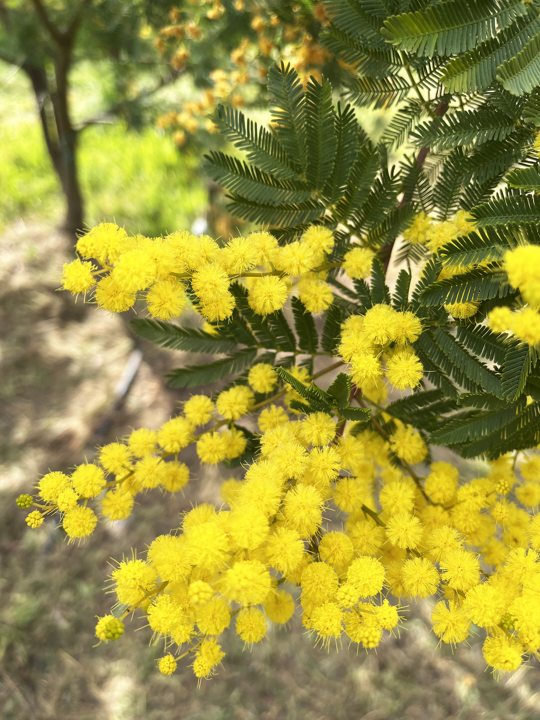 Acacia decurrens 'Tournaire'