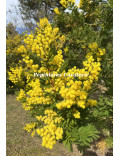 Acacia decurrens 'Tournaire'