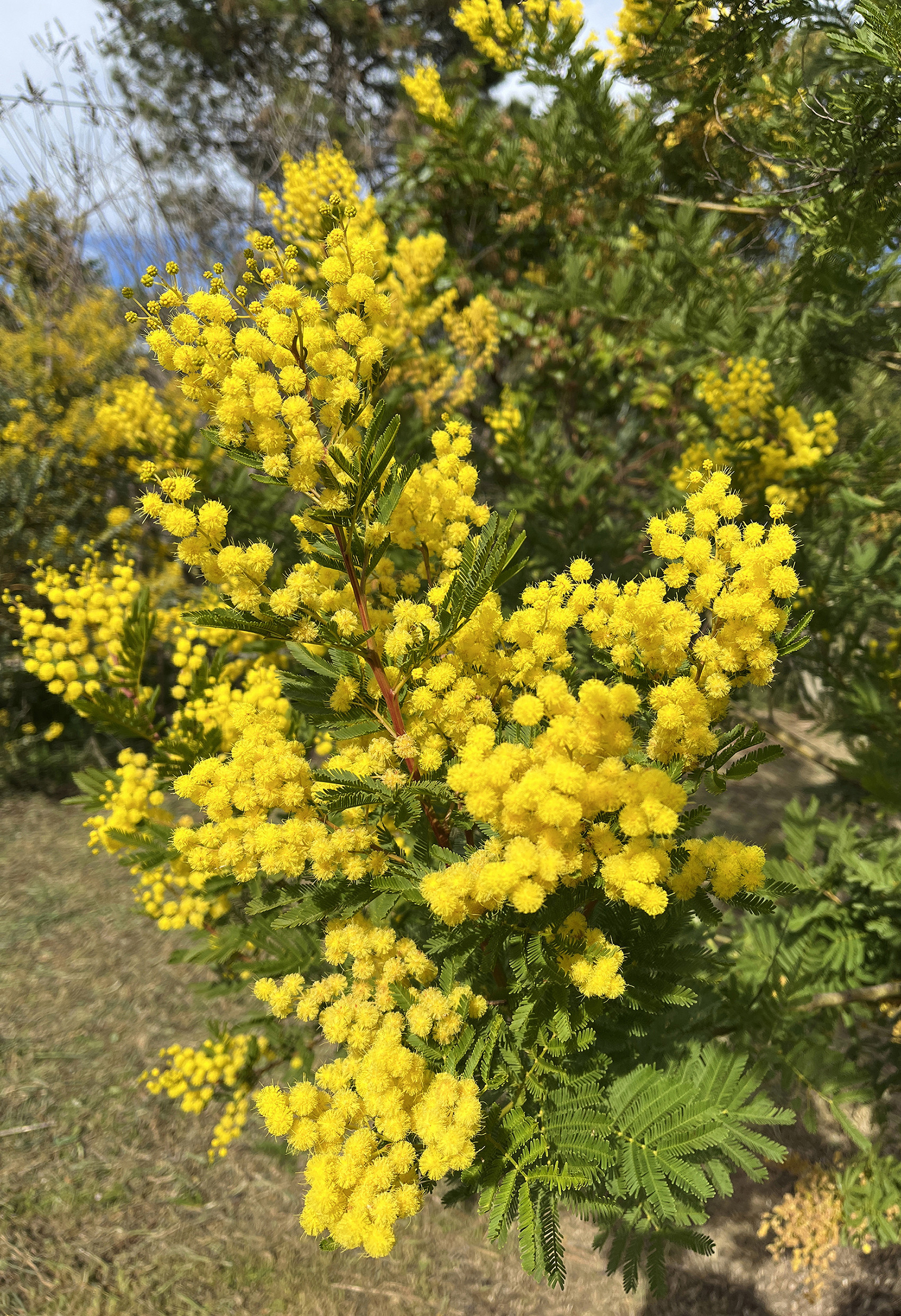 Acacia decurrens 'Tournaire'