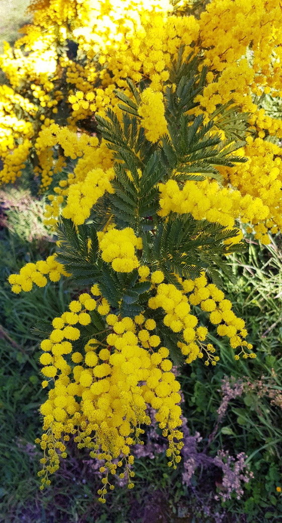 Acacia decurrens 'Tournaire'