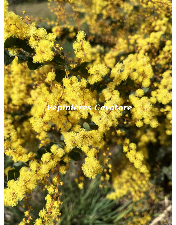 Acacia pravissima 'Red Tips'